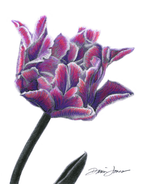 A black and white graphite drawing of a flower with violet hue accents on the petals, signed ‘Darin Jones’ in the lower right.