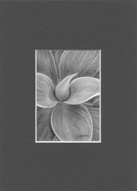 A close-up black and white graphite drawing of layered succulent leaves, with soft shading and a visible artist signature ‘Darin’ in the lower right, matted in charcoal-gray.