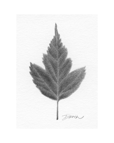A black and white graphite drawing of a single leaf on a white background, with a visible artist signature ‘Darin’ near the bottom right, with a wide white border.