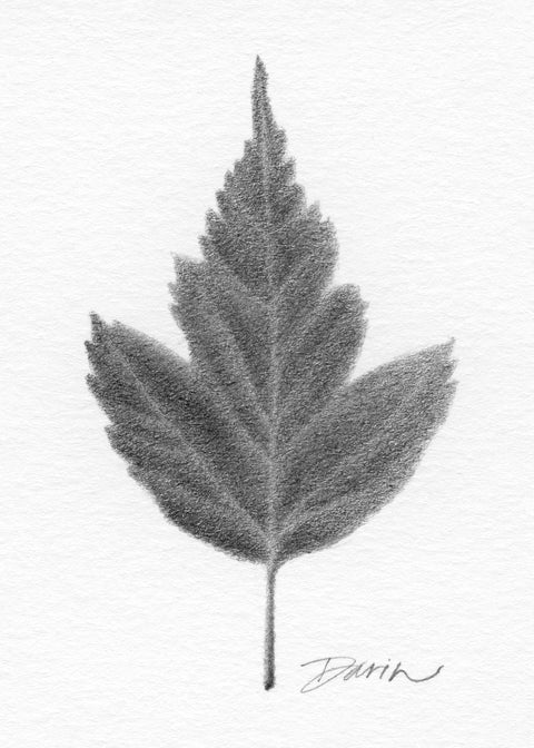 A black and white graphite drawing of a single leaf on a white background, with a visible artist signature ‘Darin’ near the bottom right.