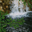 A textured painting of a small waterfall cascading over brown rocks, framed by vibrant green leaves in the foreground; signed 'Darin' in the bottom-right.