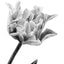 A detailed black and white graphite drawing of a flower with a stem and leaf, and artist signature ‘Darin Jones’ in the lower right corner.