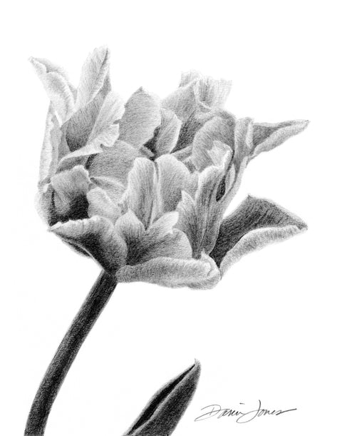 A detailed black and white graphite drawing of a flower with a stem and leaf, and artist signature ‘Darin Jones’ in the lower right corner.