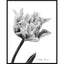 A detailed black and white graphite drawing of a flower with a stem and leaf, and artist signature ‘Darin Jones’ in the lower right corner, with a thin black rectangular border and an outer, wide white border.