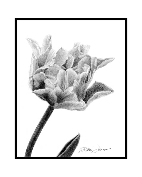 A detailed black and white graphite drawing of a flower with a stem and leaf, and artist signature ‘Darin Jones’ in the lower right corner, with a thin black rectangular border and an outer, wide white border.