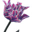 A black and white graphite drawing of a flower with violet hue accents on the petals, signed ‘Darin Jones’ in the lower right.