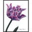 A black and white graphite drawing of a flower with violet hue accents on the petals, signed ‘Darin Jones’ in the lower right, with a thin black rectangular border and an outer, wide white border.