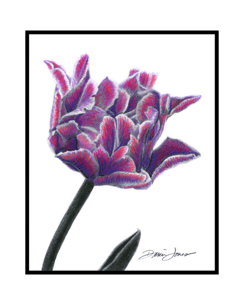 A black and white graphite drawing of a flower with violet hue accents on the petals, signed ‘Darin Jones’ in the lower right, with a thin black rectangular border and an outer, wide white border.