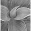 A close-up black and white graphite drawing of layered succulent leaves, with soft shading and a visible artist signature ‘Darin’ in the lower right, matted in charcoal-gray, with narrow white border.