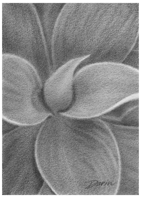 A close-up black and white graphite drawing of layered succulent leaves, with soft shading and a visible artist signature ‘Darin’ in the lower right, matted in charcoal-gray, with narrow white border.