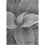 A close-up black and white graphite drawing of layered succulent leaves, with soft shading and a visible artist signature ‘Darin’ in the lower right, matted in charcoal-gray, with wide white border