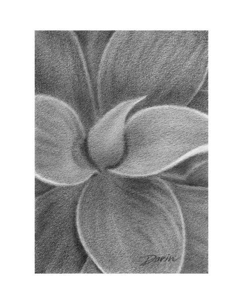 A close-up black and white graphite drawing of layered succulent leaves, with soft shading and a visible artist signature ‘Darin’ in the lower right, matted in charcoal-gray, with wide white border