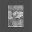 A close-up black and white graphite drawing of layered succulent leaves, with soft shading and a visible artist signature ‘Darin’  in the lower right, matted in charcoal-gray.