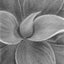 A close-up black and white graphite drawing of layered succulent leaves, with soft shading and a visible artist signature ‘Darin’ in the lower right.