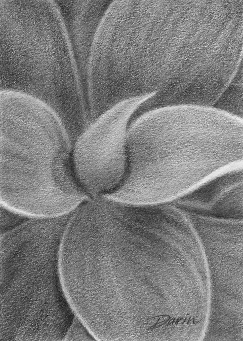 A close-up black and white graphite drawing of layered succulent leaves, with soft shading and a visible artist signature ‘Darin’ in the lower right.