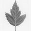 A black and white graphite drawing of a single leaf on a white background, with a visible artist signature ‘Darin’ near the bottom right, with a narrow white border.