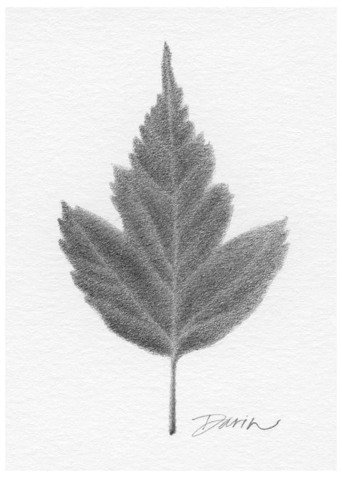 A black and white graphite drawing of a single leaf on a white background, with a visible artist signature ‘Darin’ near the bottom right, with a narrow white border.