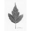 A black and white graphite drawing of a single leaf on a white background, with a visible artist signature ‘Darin’ near the bottom right, with a wide white border.