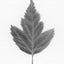 A black and white graphite drawing of a single leaf on a white background, with a visible artist signature ‘Darin’ near the bottom right.