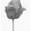 A black and white graphite drawing of a single tulip bud on a white background, with a visible artist signature ‘Darin’ near the bottom right, with a narrow white border.
