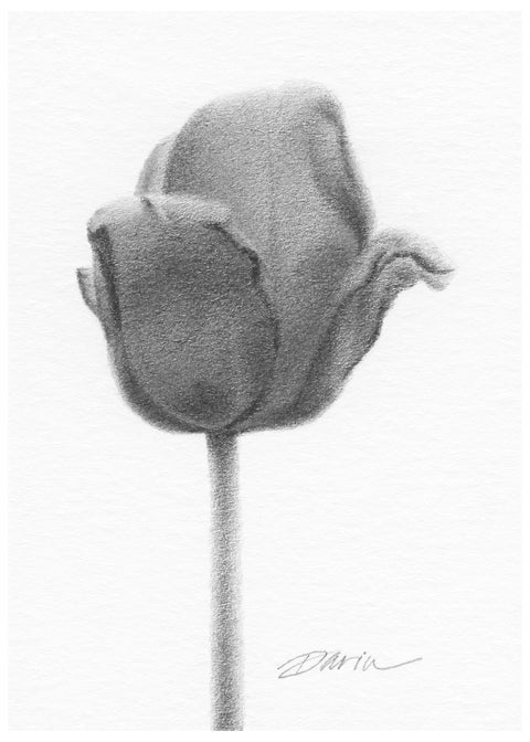A black and white graphite drawing of a single tulip bud on a white background, with a visible artist signature ‘Darin’ near the bottom right, with a narrow white border.