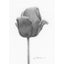 A black and white graphite-style drawing of a single tulip bud on a white background, with a visible artist signature ‘Darin’ near the bottom right, with a wide white border.