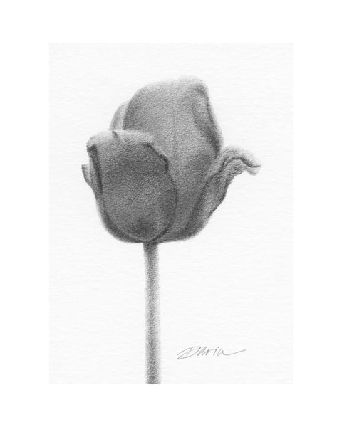 A black and white graphite-style drawing of a single tulip bud on a white background, with a visible artist signature ‘Darin’ near the bottom right, with a wide white border.