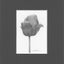 A black and white graphite drawing of a single tulip bud on a white background, with a visible artist signature ‘Darin’ near the bottom right; matted in charcoal-gray.