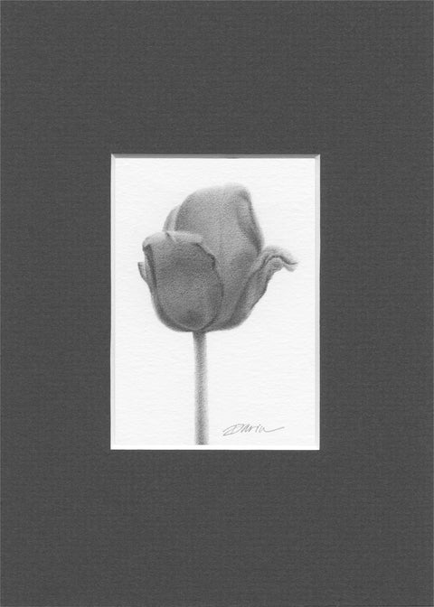 A black and white graphite drawing of a single tulip bud on a white background, with a visible artist signature ‘Darin’ near the bottom right; matted in charcoal-gray.