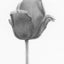 A black and white graphite drawing of a single tulip bud on a white background, with a visible artist signature ‘Darin’ near the bottom right.