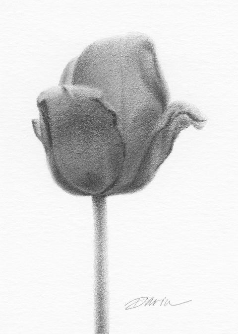 A black and white graphite drawing of a single tulip bud on a white background, with a visible artist signature ‘Darin’ near the bottom right.